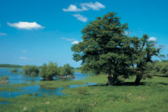 Elbausbau